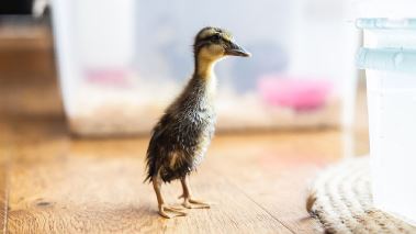 Droemmen om ett småbruk Droemmen om ett småbruk