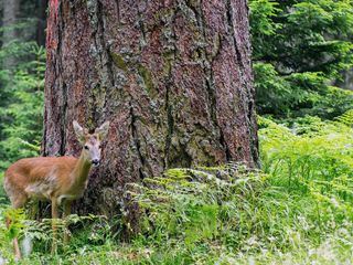 Die geheimnisvolle Welt der Baeume - Naturschaetze der Steiermark