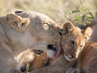 Im Reich der Raubkatzen
