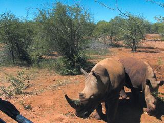 Das Waisenhaus fuer wilde Tiere