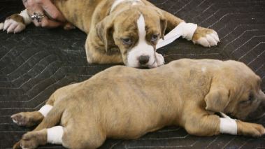 Pitbulls auf Bewaehrung Pitbulls auf Bewaehrung