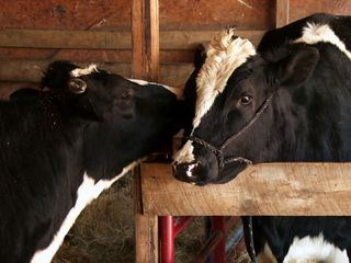 Der unglaubliche Dr. Pol