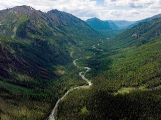 Die Hueter des Waldes