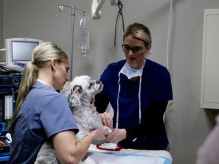 Heartland Docs - Die Tierarzt-Familie