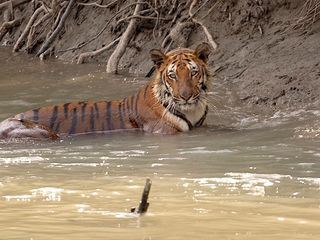 Sundarbans, im Reich der Koenigstiger