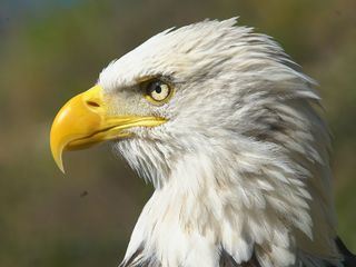 Die Superkraefte der Tiere