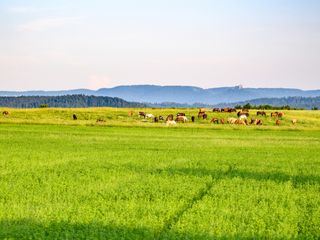 Das Leben ist ein Ponyhof