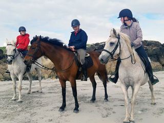 Connemara: Wie das Land, so das Pony