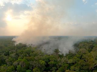 Bedrohter Amazonas - Warum die gruene Lunge stirbt