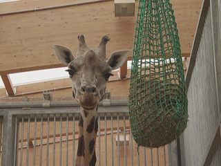 Giraffe, Erdmaennchen & Co.