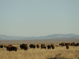 Kampf der Alpha-Tiere