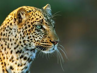 Die Leopardin