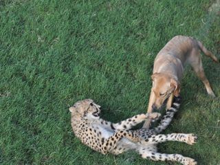 Tierische Freundschaften