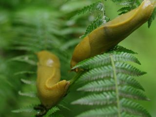 Wildes Amerika: Imposanter Nordwesten