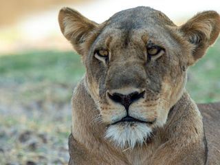 Wildhunde: Das Rudel gegen Loewen