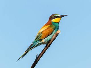 Vielfaeltige Vogelwelt Österreich