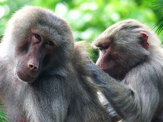 Elefant, Tiger & Co.