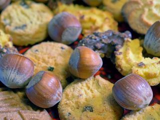 Die Sendung mit dem Elefanten