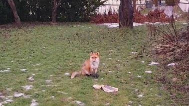 Med djur i huvudrollen Med djur i huvudrollen