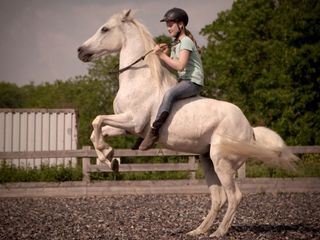 HipHorses - Du und Dein Pferd