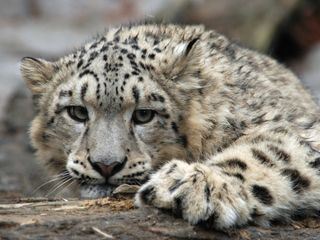 Im Tal der Schneeleoparden