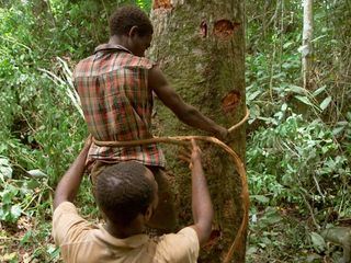 Die Bienenfluesterer Die Bienenfluesterer