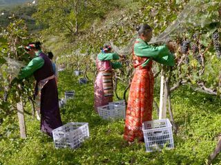 Die wunderbare Welt der Weine