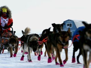 Life Below Zero - Überleben in Alaska