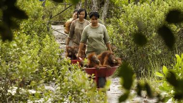 Att bli orangutang