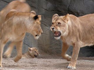 Leopard, Seebaer & Co.