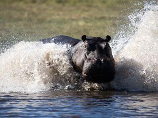 Tiere ausser Rand und Band