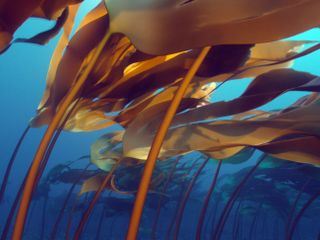 Fragile Schoenheit Mittelmeer 