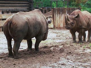 Elefant, Tiger & Co.