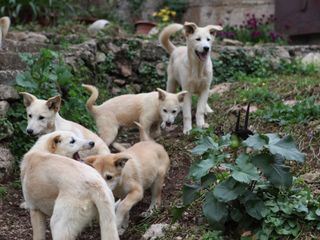 Das grosse Hunde-ABC: Best Of