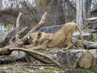 Die Raubkatzen von Herberstein