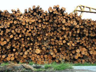 Redwood Kings - Traeume aus Holz