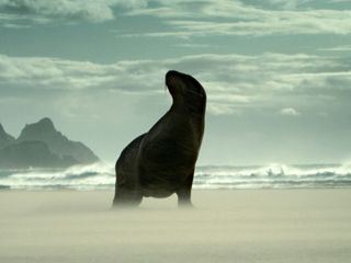 Wildes Neuseeland