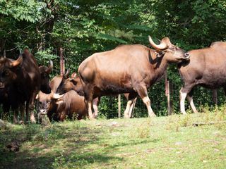 Bronx Zoo - Tierpark der Superlative
