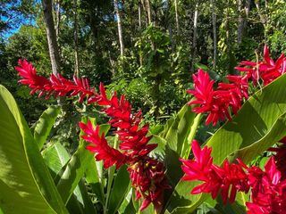 Karibische Gartentraeume auf Guadeloupe