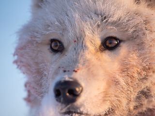 Ein perfekter Planet