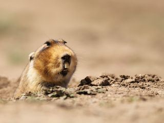 Little Giants - Kleine Tiere ganz gross Little Giants - Kleine Tiere ganz gross