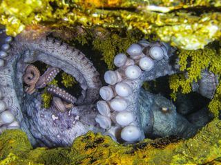 Rendezvous mit Riesenkraken