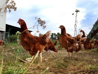 Dummes Huhn? Keineswegs!