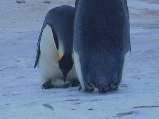 Le chagrin des animaux: mythe ou réalité ? Le chagrin des animaux: mythe ou réalité ?