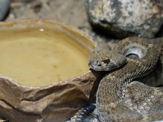 Die Nordreportage: Krokodile, Schlangen, Vogelspinnen