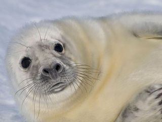 Estland - Woelfe, Biber, Baeren