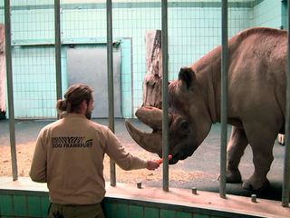 Giraffe, Erdmaennchen & Co.