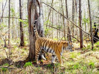 Der Sibirische Tiger