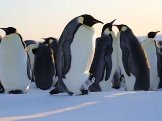 Die geheimnisvolle Welt der Pinguine