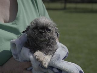 Dr. Joya - Hautaerztin der Tiere